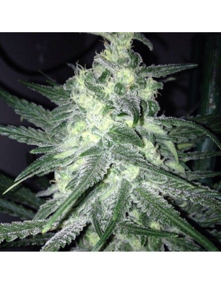 Moonshine Haze X Ghost Train Haze Rare Dankness Seeds