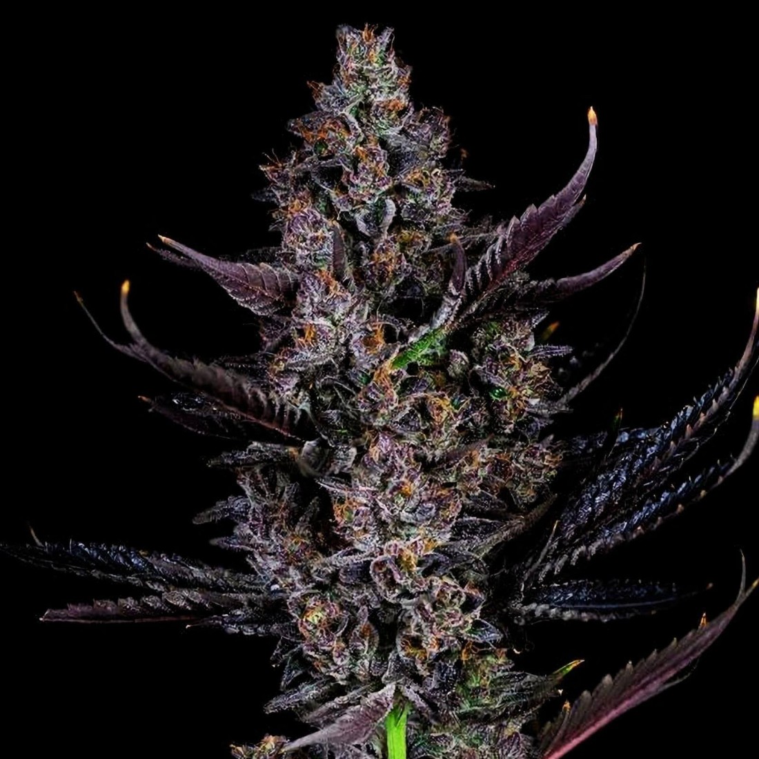 Bling Blaow Compound Genetics Feminized Seeds On Sale