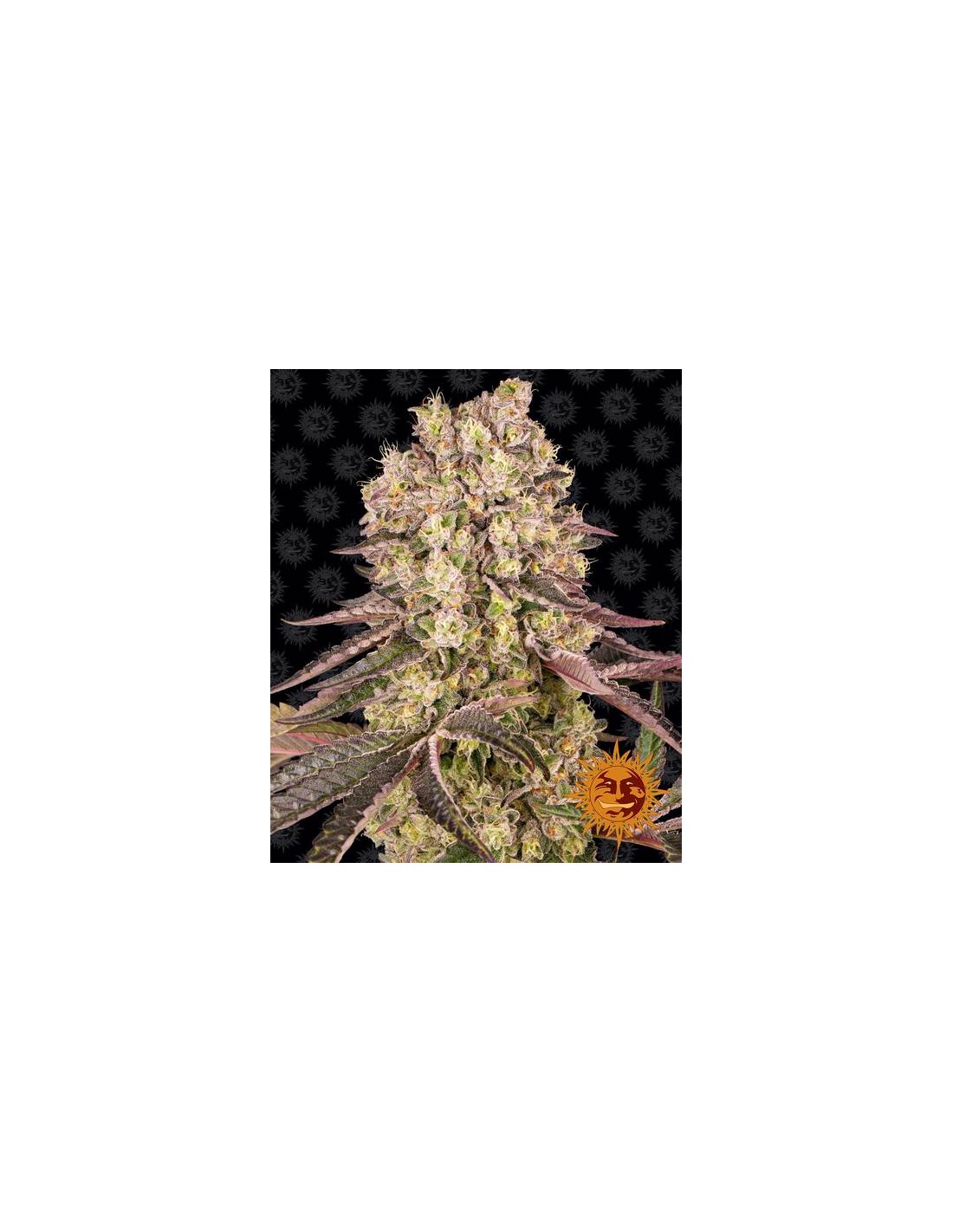 Runtz Muffin Barneys Farm Seeds Feminized Seeds On Sale