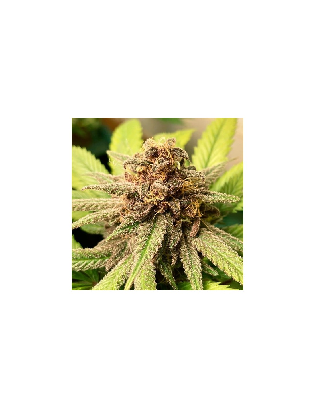 Bubble Kush Royal Queen Seeds Feminized Seeds On Sale