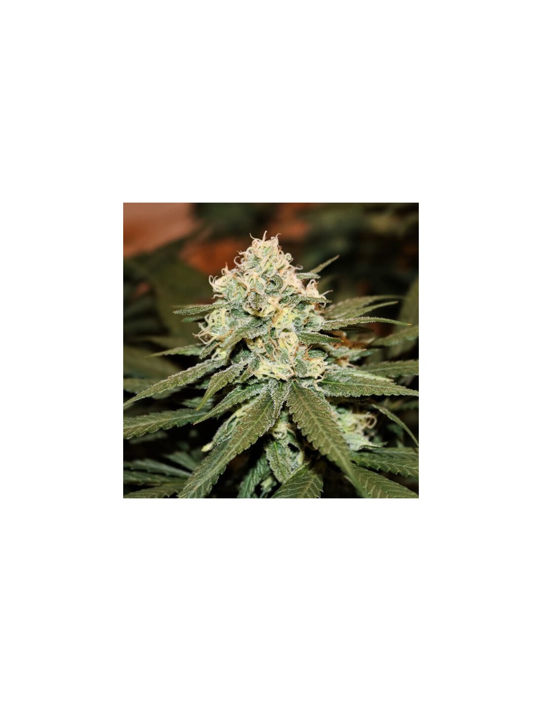 Lemon Shining Silver Haze Royal Queen Seeds Feminized