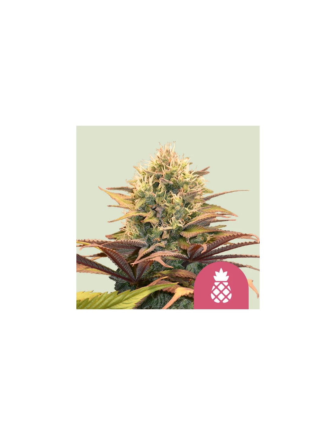 Pineapple Kush Royal Queen Seeds Feminized Seeds Oaseeds