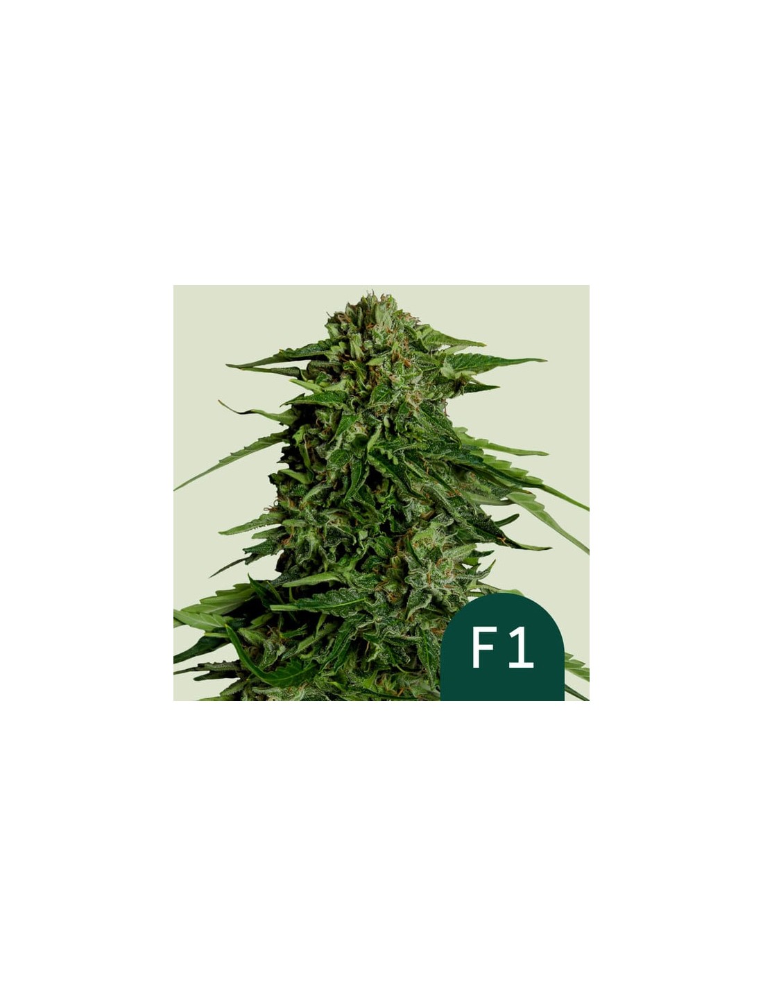 Epsilon F Royal Queen Seeds Autoflowering Seeds Oaseeds