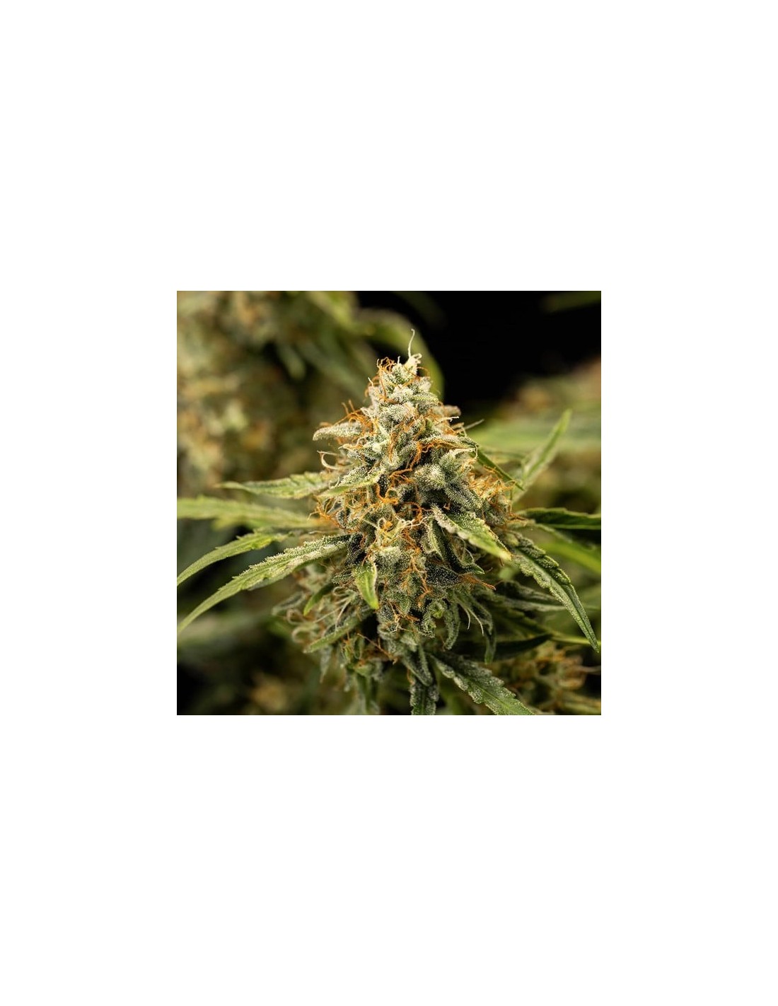 Medusa F1 Royal Queen Seeds Semillas Autoflorecientes