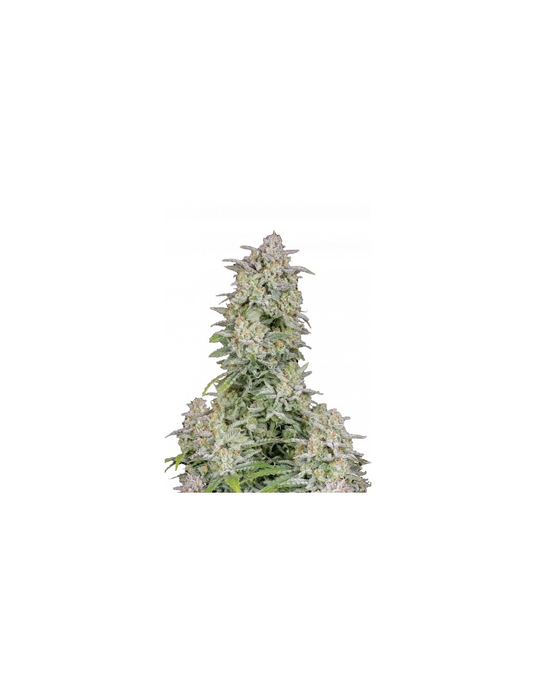 Forbidden Runtz Auto Fastbuds Seeds Autoflowering Seeds