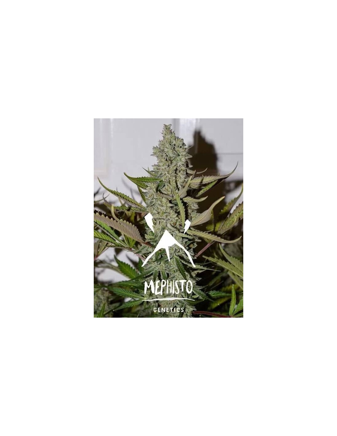 Mephisto Genetics Seeds Rabatt Auf Dein Saatgut