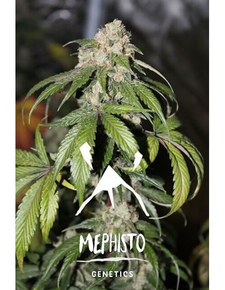 Samsquanch OG Auto Mephisto Genetics Vigorous Growth High Yields