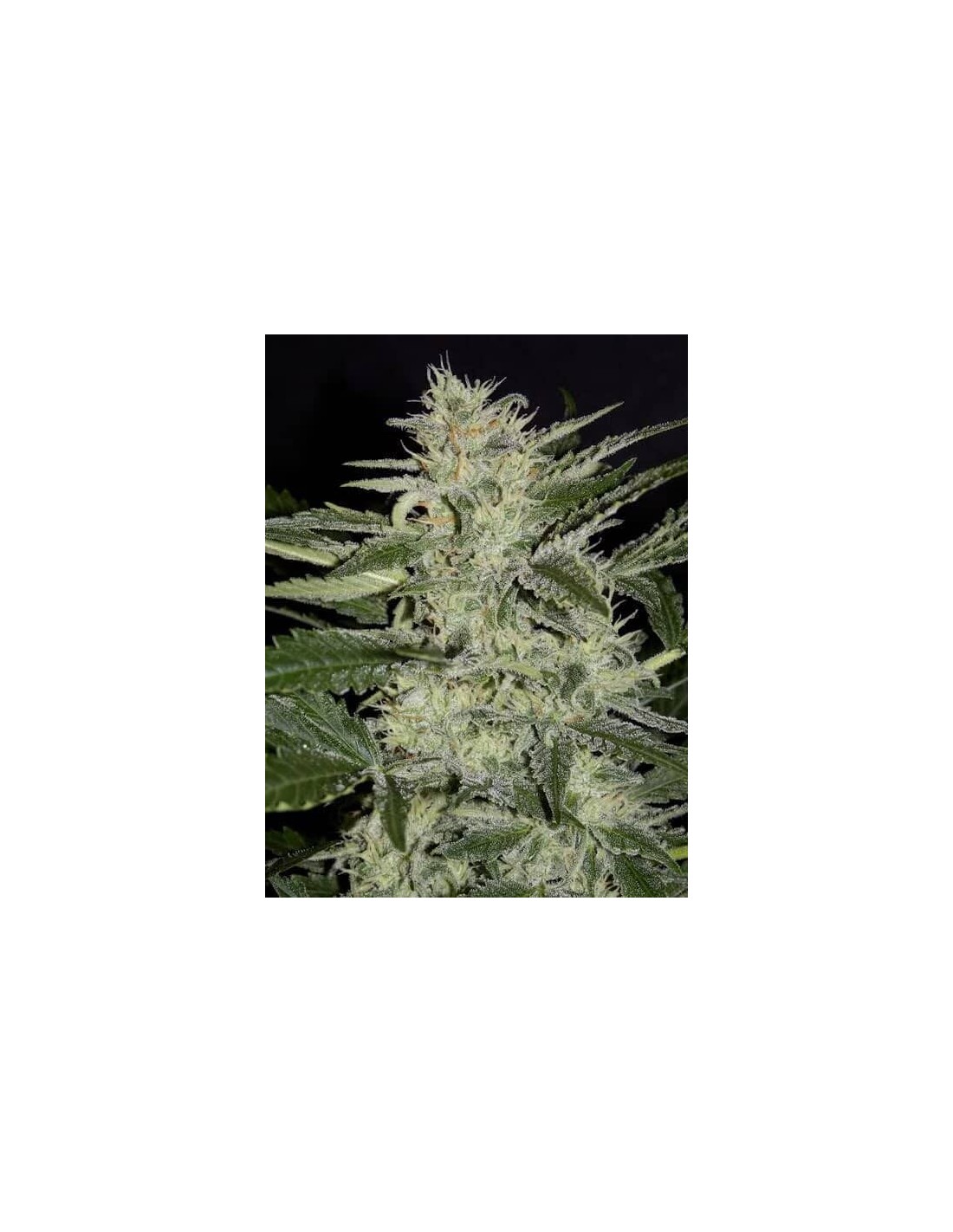 Mephisto Genetics Seeds Rabatt Auf Dein Saatgut