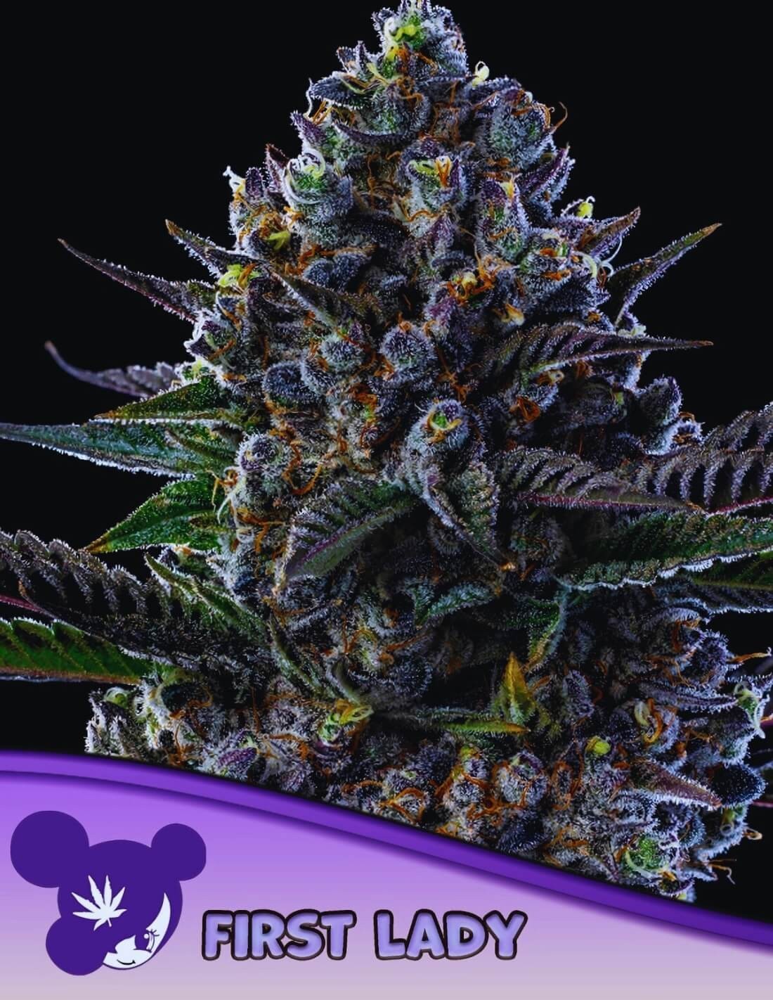 First Lady Strain Anesia Seeds Thc Riesige Ertr Ge