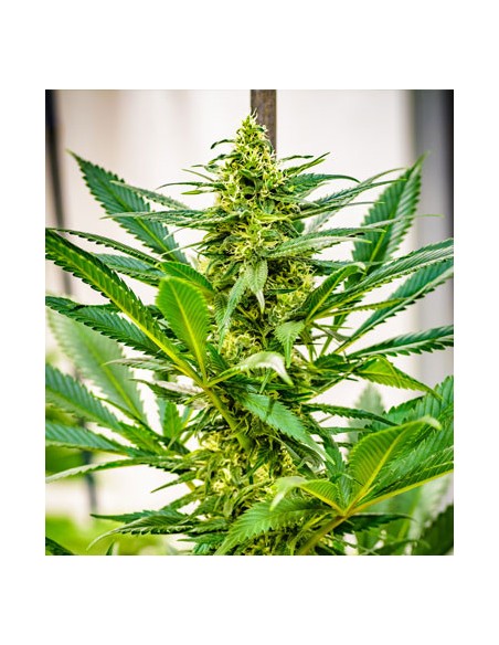 Durban X C99 Brothers Grimm Seeds Regular Cannabis Seeds