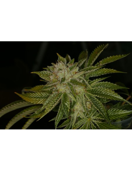 Mk Ultra Kush T H Seeds Feminized Seeds Up To Off