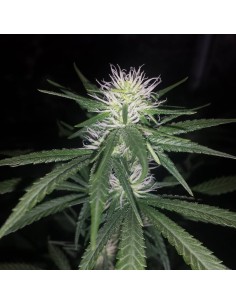 Western Winds/Kali Mist