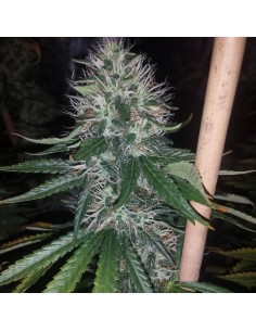 Western Winds/Kali Mist 2