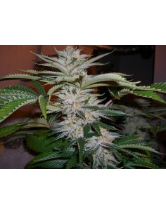 818 Headband aka Sour OG 2