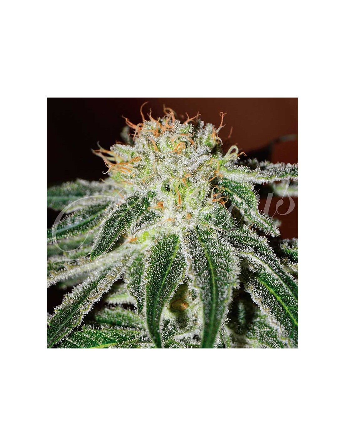 Buy Black Russian from Delicious Seeds - Oaseeds