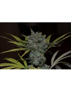 CBD Sweet and Sour Widow 2