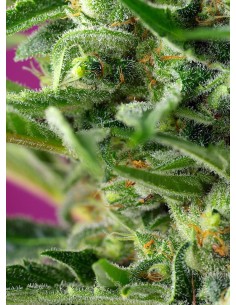 Chem Beyond Diesel C.B.D. 2