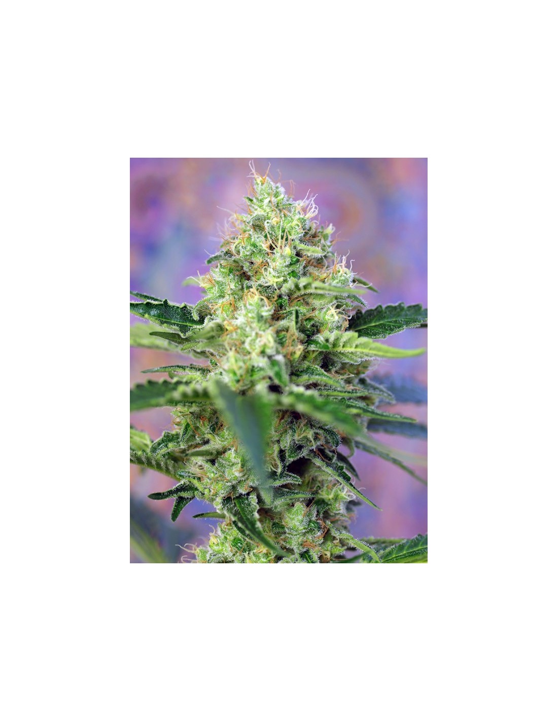 Buy Sweet Seeds Crystal Candy - Cannabis Seeds
