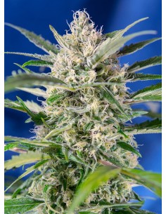 Crystal Candy Auto 2