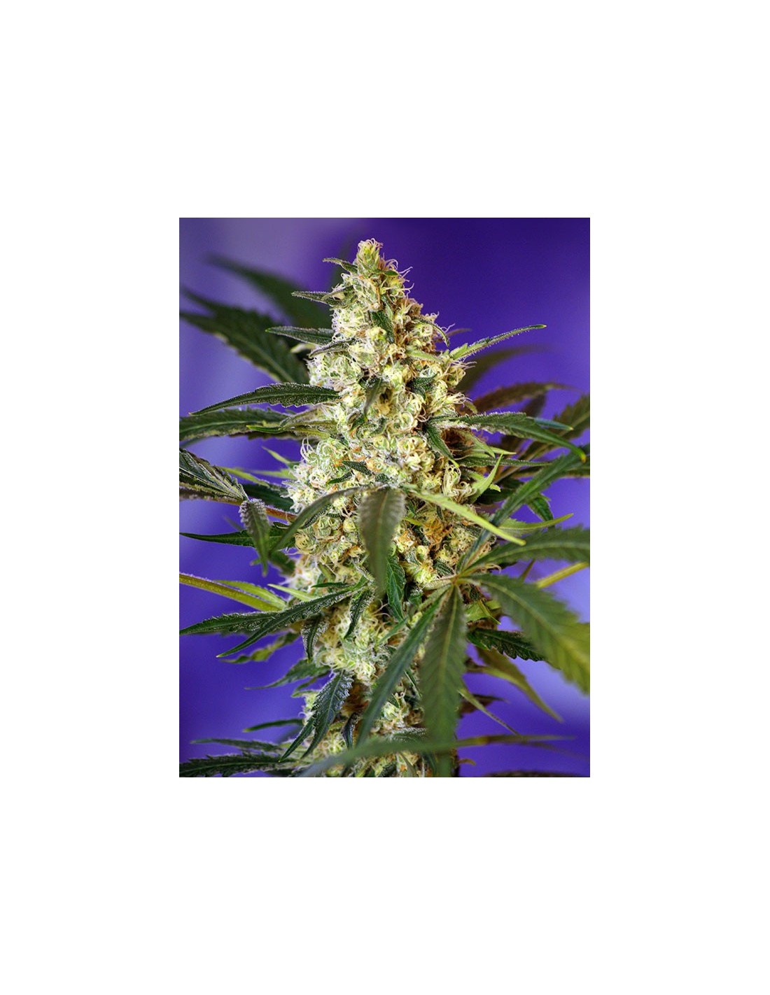 Buy Fast Bud 2 from Sweet Seeds - Oaseeds
