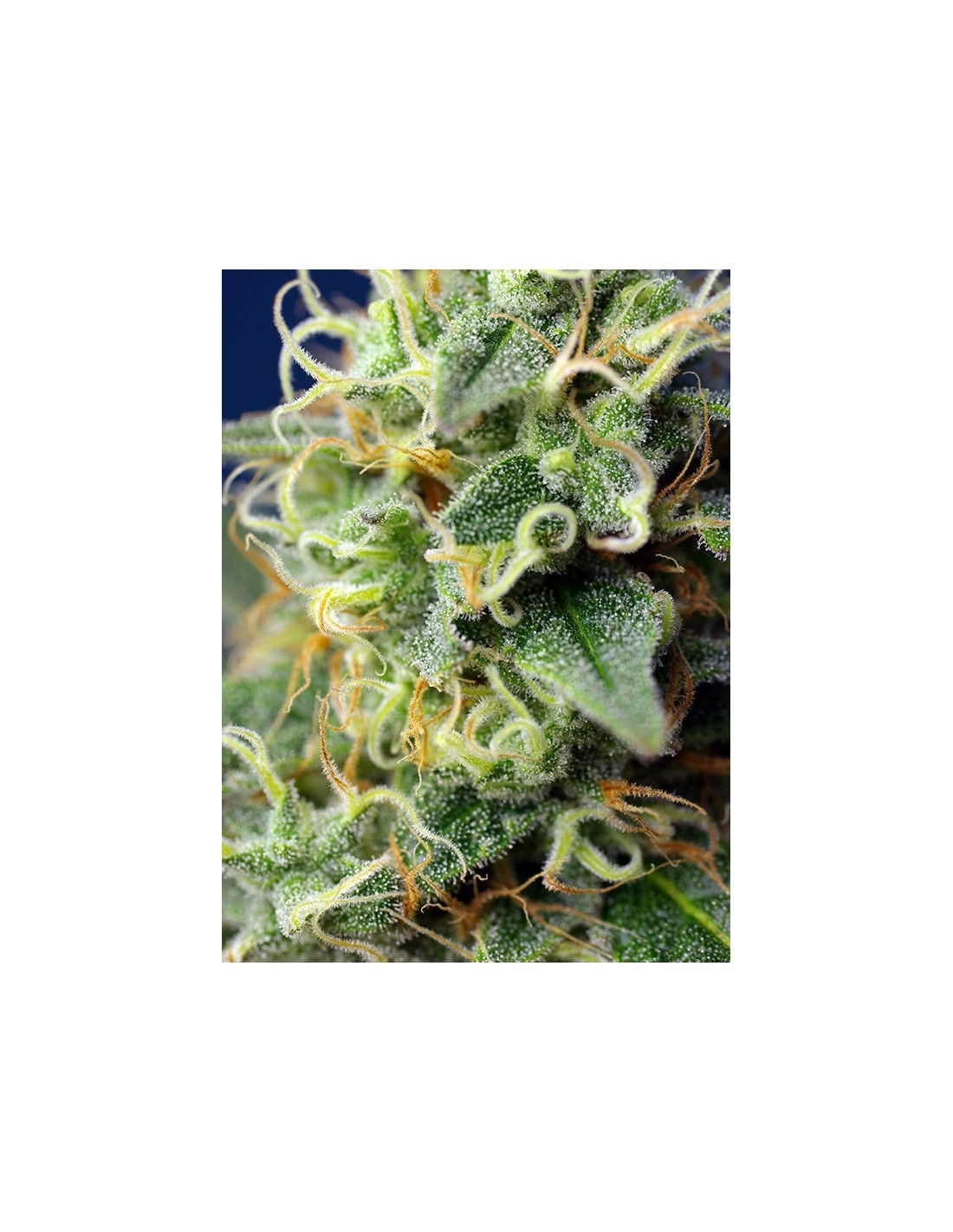 Buy Green Poison CBD from Sweet Seeds - Oaseeds