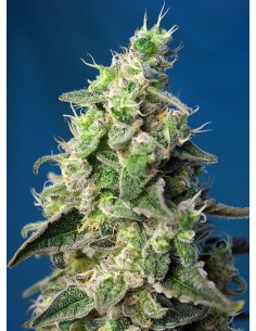 Green Poison XL Auto 2