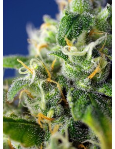 Honey Peach Auto CBD 2