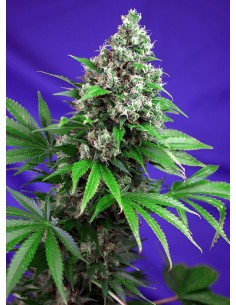 Killer Kush F1 Fast Version 2