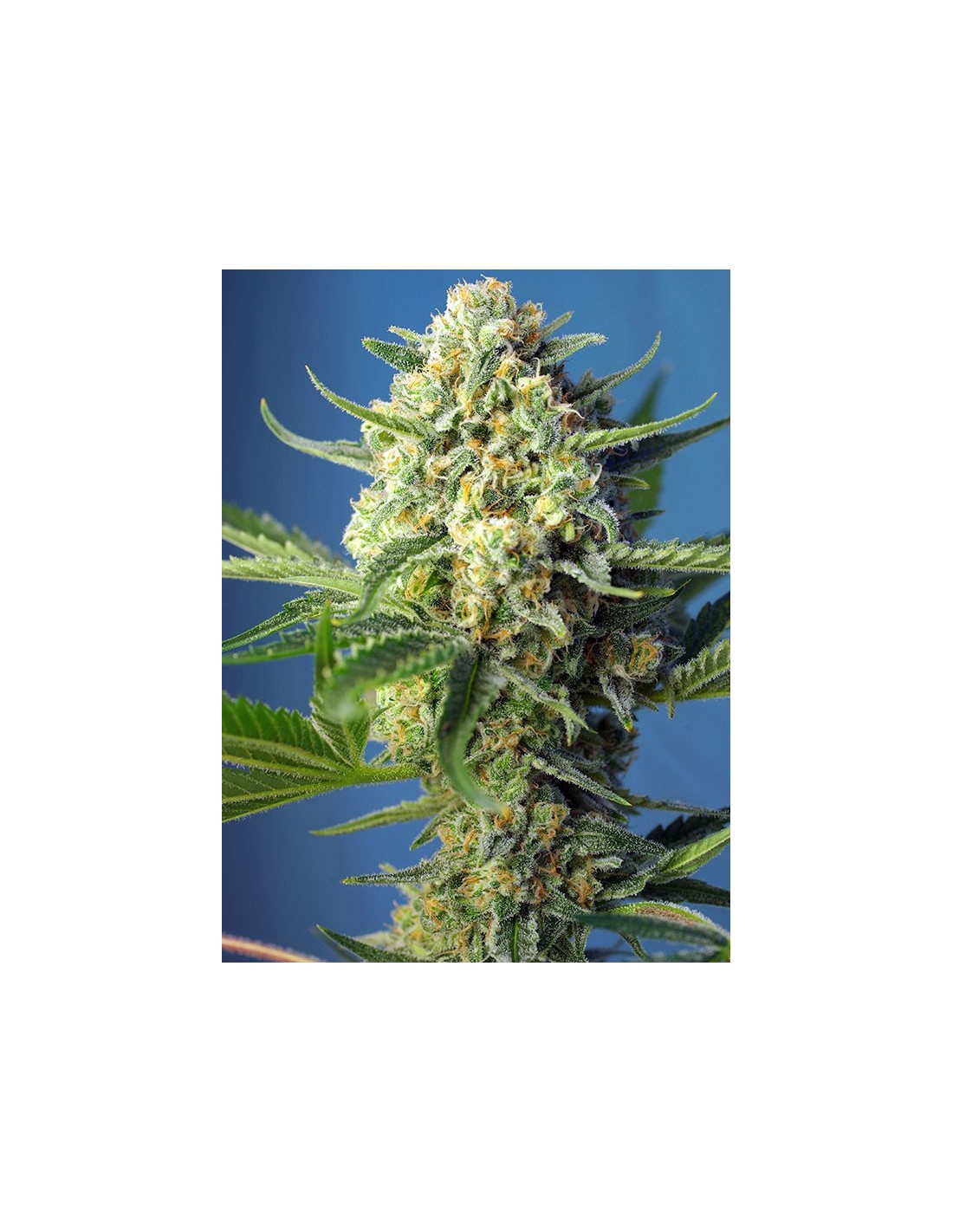 Buy S.A.D. Sweet Afgani Delicious Auto from Sweet Seeds - Oaseeds