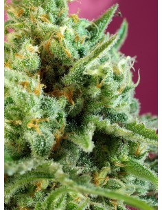 S.A.D. Sweet Afgani Delicious CBD 2