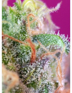 S.A.D. Sweet Afgani Delicious S1 2