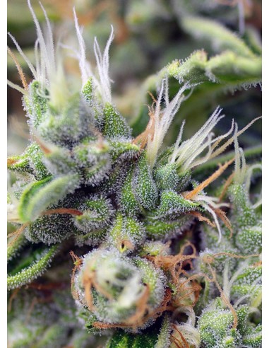 San Fernando Lemon Kush