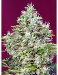 San Fernando Lemon Kush 2