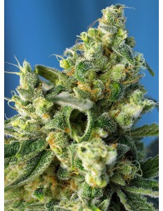 Sweet Amnesia Haze 2