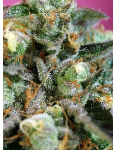 Sweet Nurse Auto CBD 2