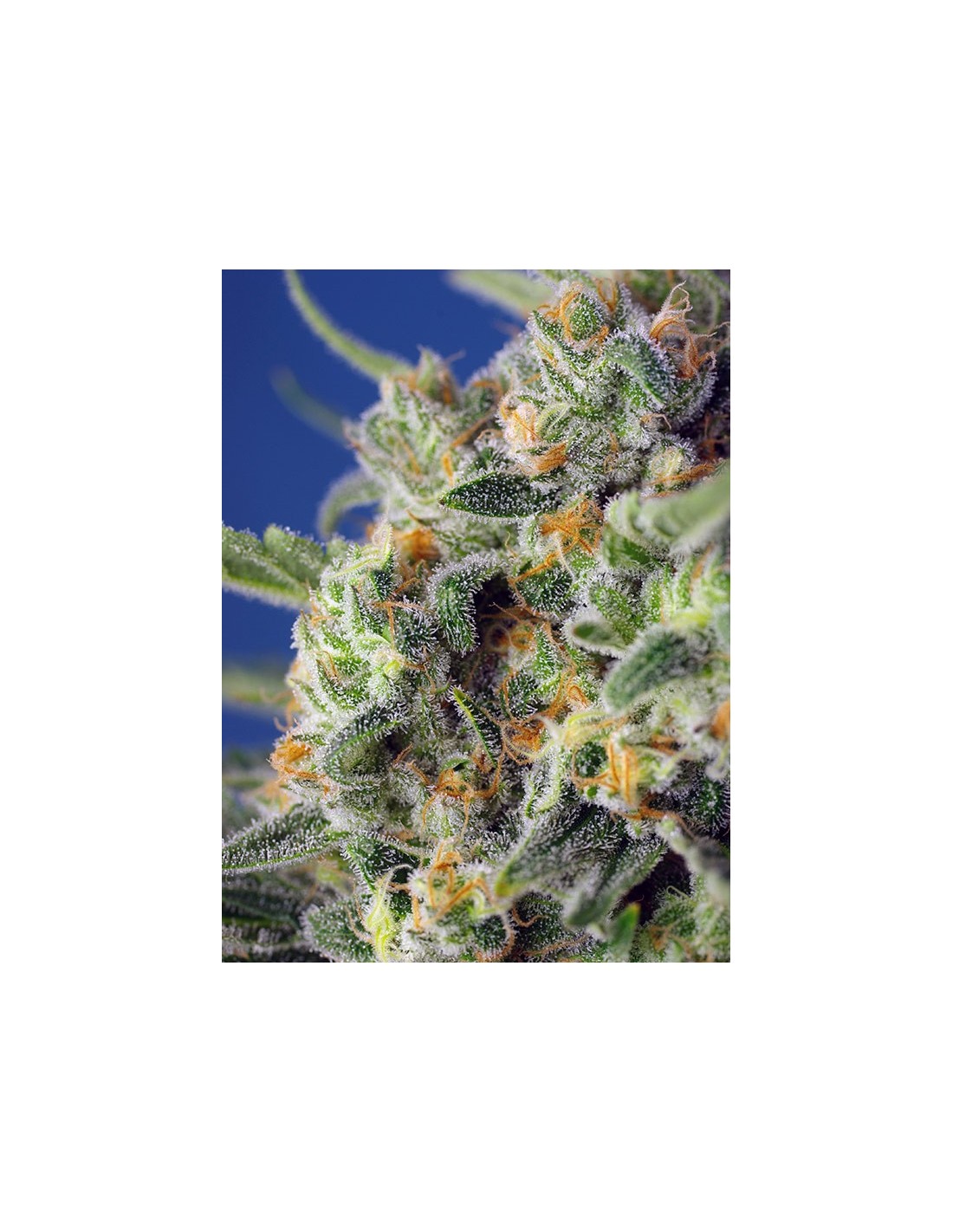 Sweet Pure CBD (Sweet Seeds) Feminized Seeds | Up To 30% Off