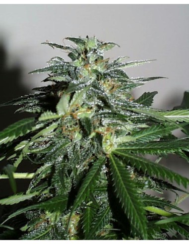 Buy Cyber Cristal from K.C. Brains - Oaseeds