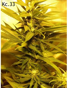 K.C. 33  2