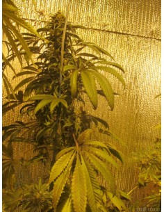 Bubba Kush x Hashplant 2