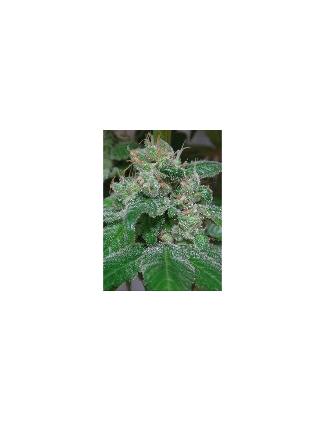 Kali China (Ace Seeds) Feminized Seeds | Up To 30% Off