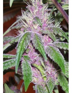 Pakistan Chitral Kush 2