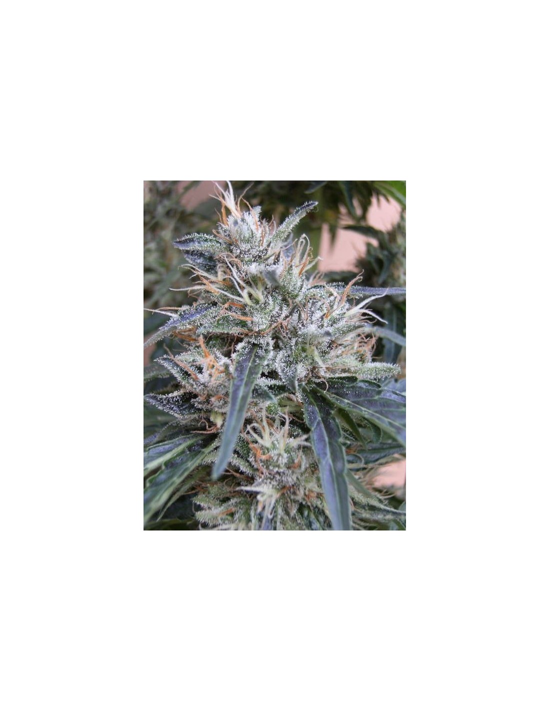 Buy Ace Seeds Panama - Cannabis Seeds