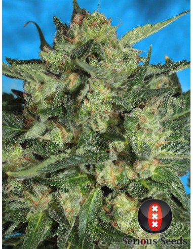 White Russian 1 Autofloreciente