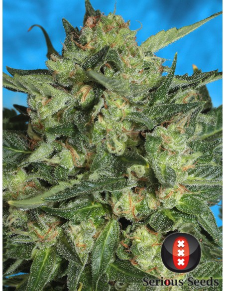 White Russian 1 Autofloreciente