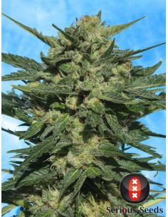 White Russian 100  Autofloreciente 2