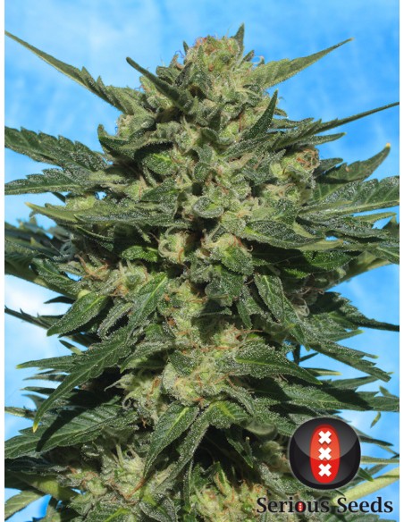 White Russian 1 Autofloreciente