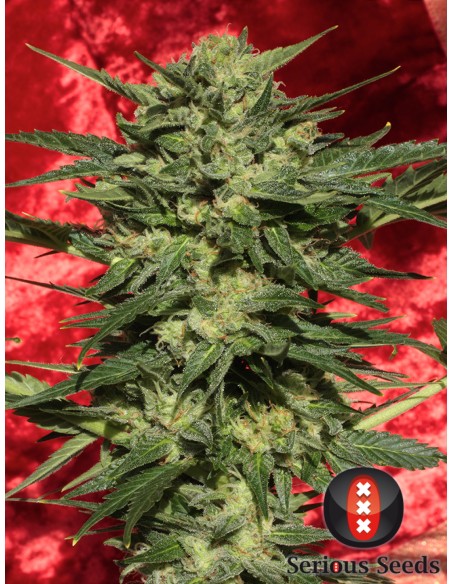 White Russian 1 Autofloreciente