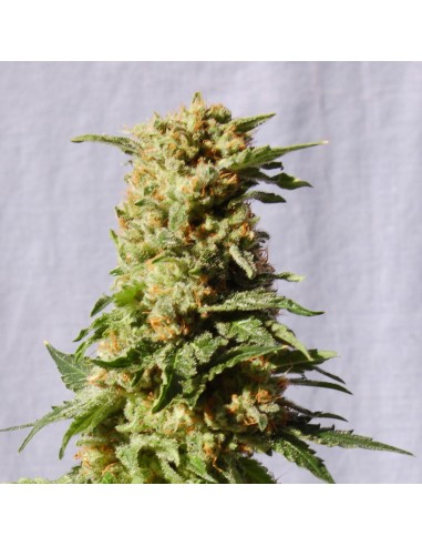 La Blanca (Kannabia Seeds) Graines De Cannabis Féminisées
