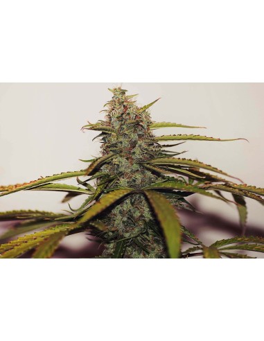 Buy White Widow from Seedsman - Oaseeds