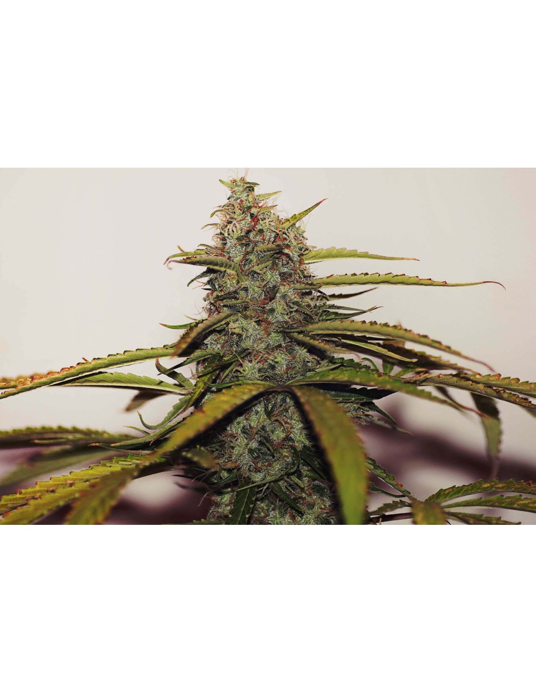 White Widow (Seedsman) Regular Cannabis Seeds | On Sale!